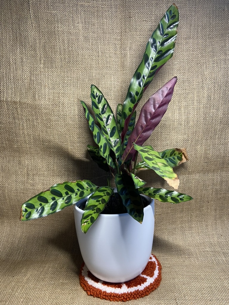 Detailed view of the Citrus kit orange colorway